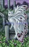 Belladonna (image for) Belladonna